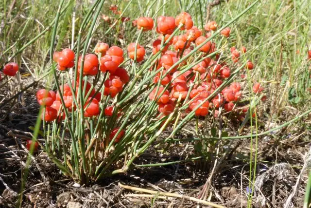 Эфедра двухколосковая (Ephedra distachya)