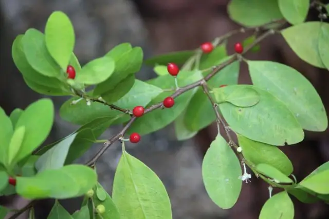 Кока (Erythroxylum coca)