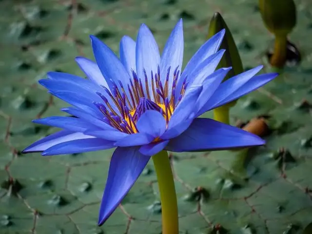 Голубой лотос (Nymphaea caerulea)