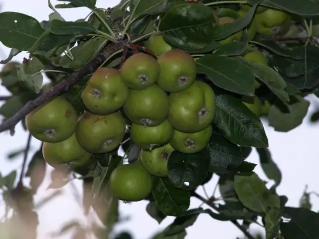 Гибрид груши лесной и рябины круглолистной (×Sorbopyrus auricularis), образовался во Франции. Имеет другие названия: полверия, сорбопирус ушковый