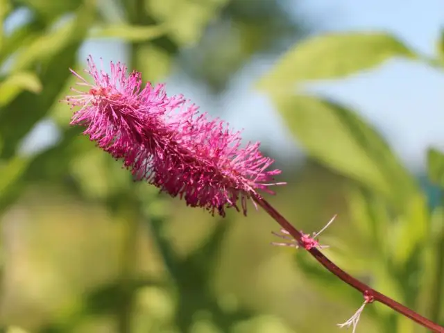 Кровохлебка тупая (Sanguisorba obtusa)