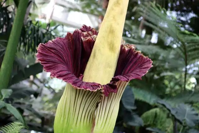 Аморфофаллус вонючий (Amorphophallus foetidus)