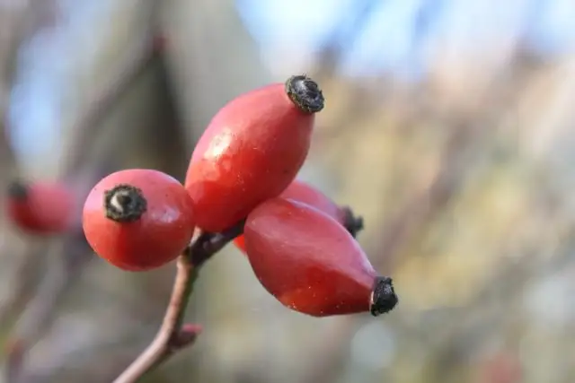 Ягоды шиповника собачьего (Rosa canina)