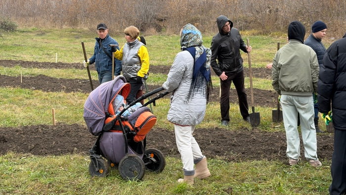 Кедры на Старозагородной