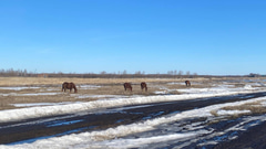дорога к Северному обходу