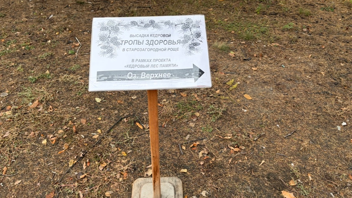 Кедры на Старозагородной