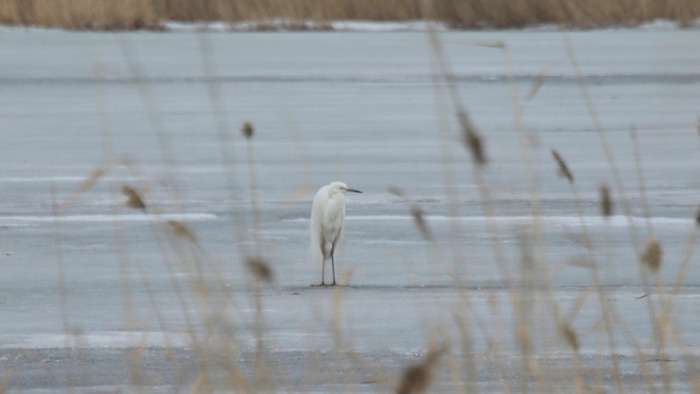 белая цапля
