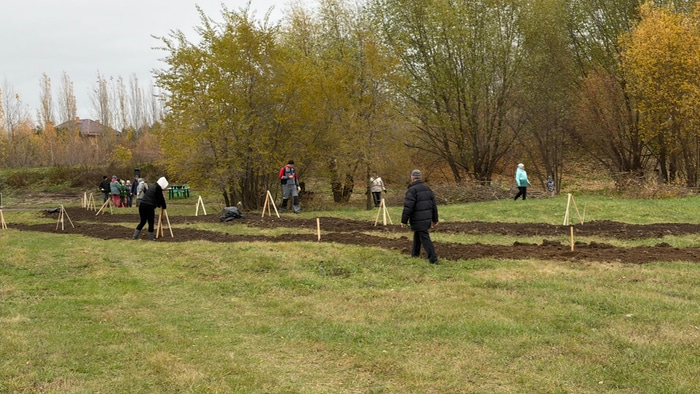 Кедры на Старозагородной