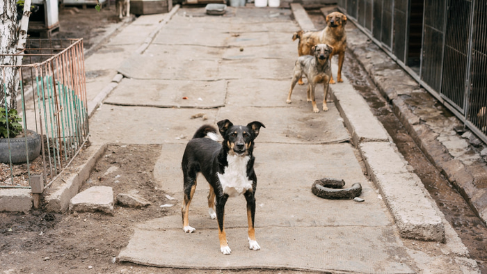 Приют для собак Друг