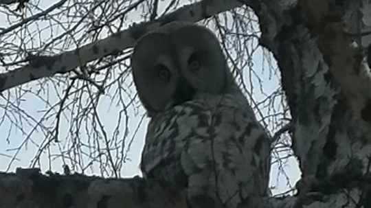 Бородатая неясыть