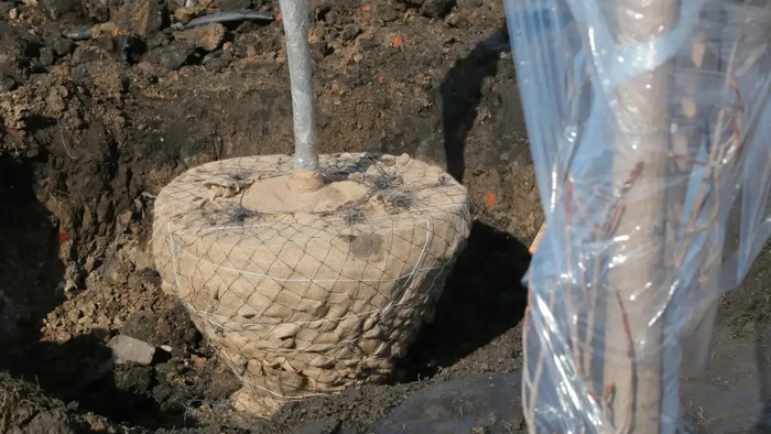 Мэрия деревья