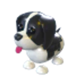 Black Springer Spaniel в Adopt Me