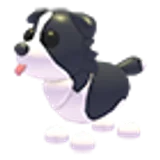 Border Collie в Adopt Me