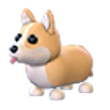 Corgi в Adopt Me