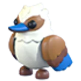 Kookaburra в Adopt Me