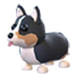 Royal Corgi в Adopt Me