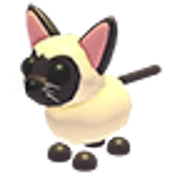 Siamese Cat в Adopt Me