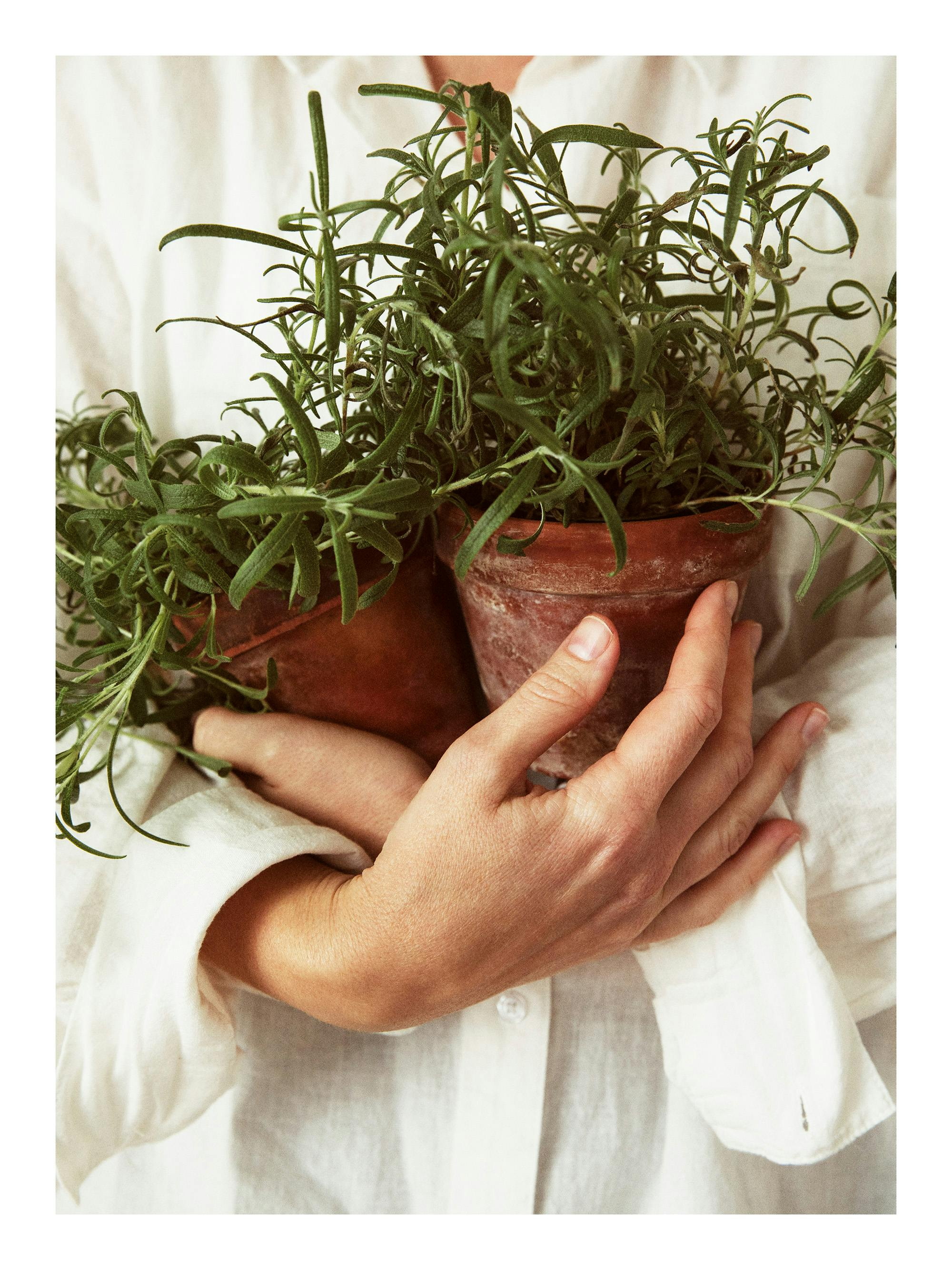 Music poster: 02 A lifestyle print of a person in a white shirt holding two terracotta pots fille - 02 A lifestyle print of a person in a white shirt holding two terracotta pots fille
