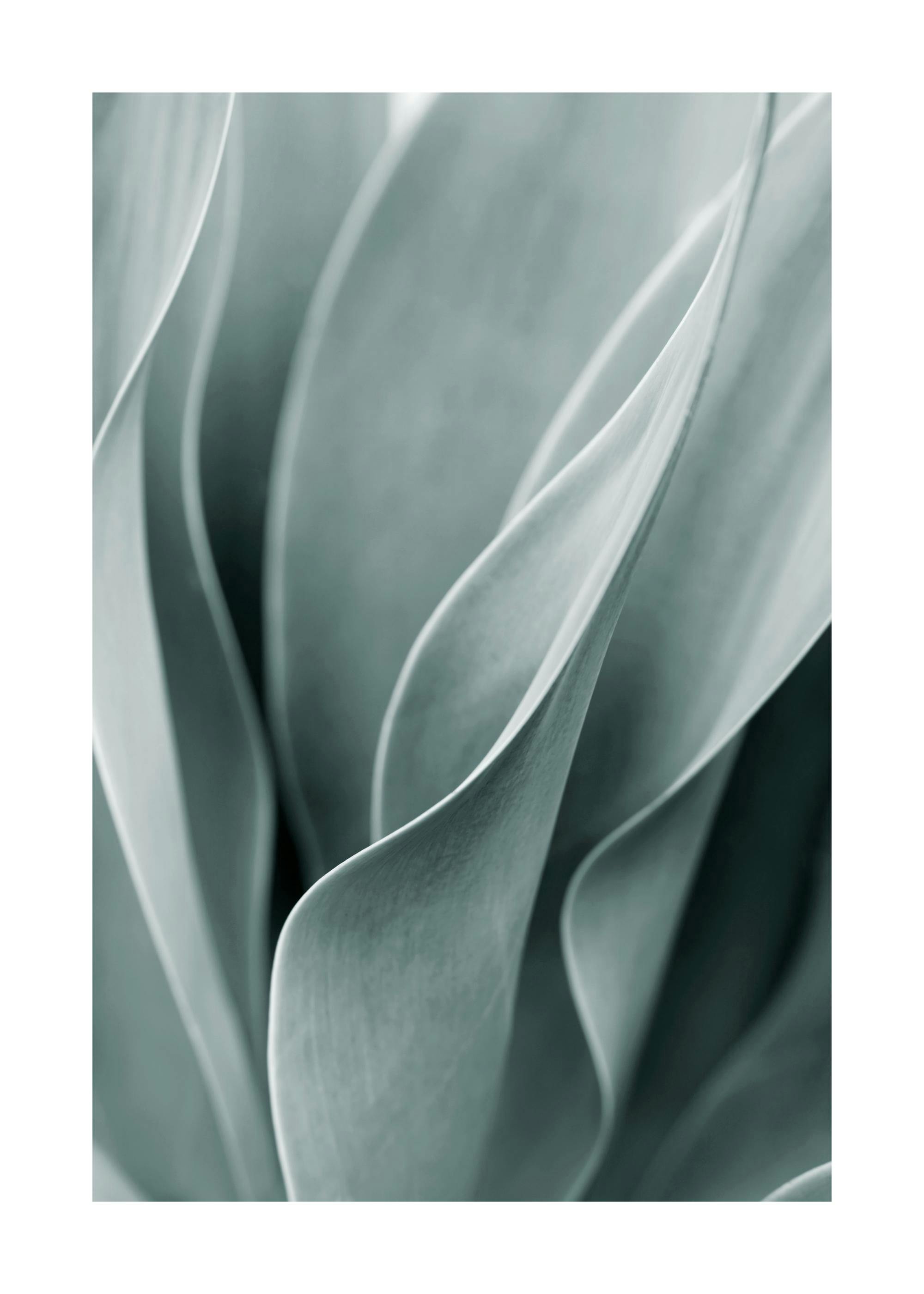 Music poster: 03 Photographic print of light green agave plant leaves with softly curved edges fr - 03 Photographic print of light green agave plant leaves with softly curved edges fr
