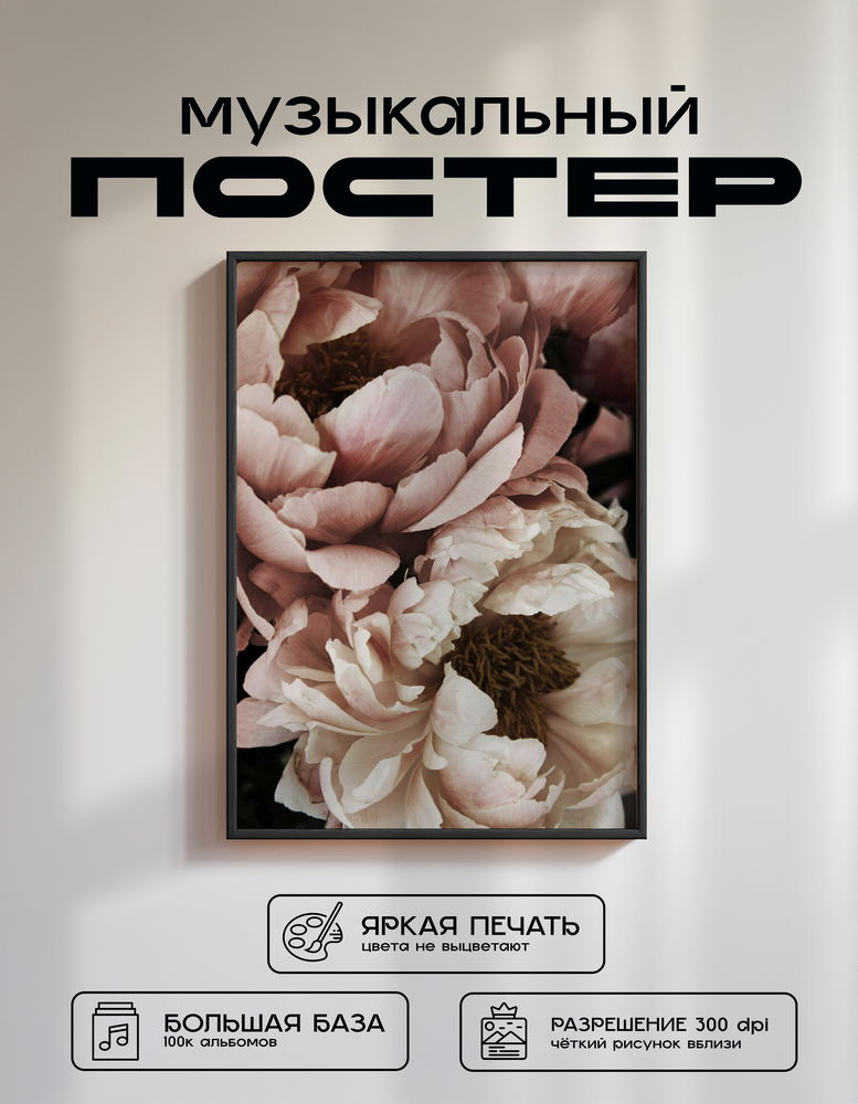 Music poster: 09 Close-up photograph of a pink and white peony flower with delicate petals and a - 09 Close-up photograph of a pink and white peony flower with delicate petals and a
