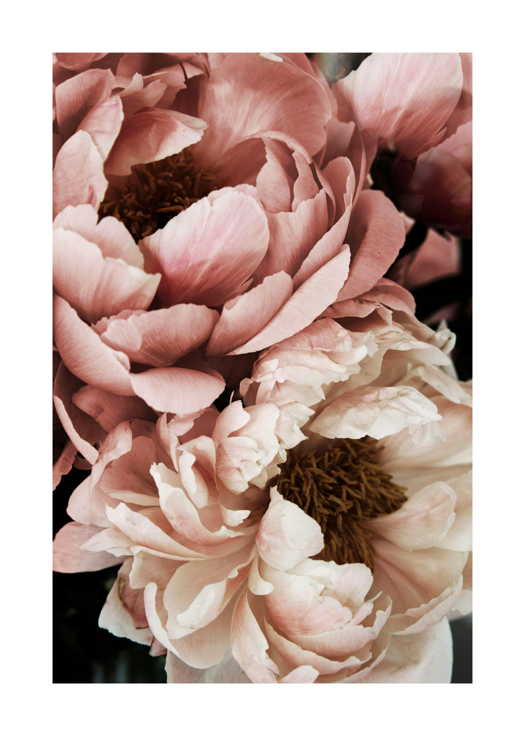 Music poster: 09 Close-up photograph of a pink and white peony flower with delicate petals and a - 09 Close-up photograph of a pink and white peony flower with delicate petals and a