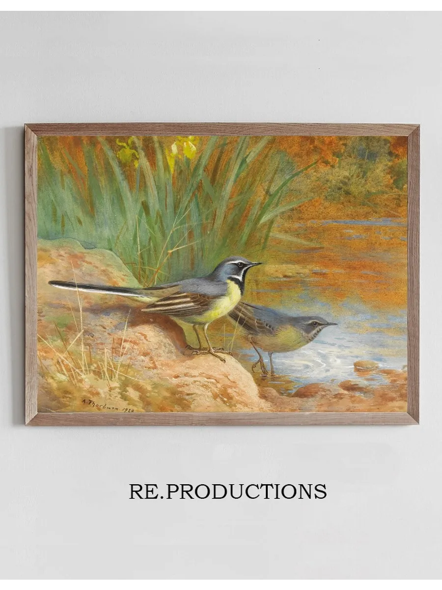 Grey Wagtails