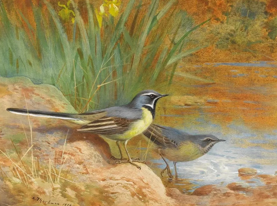 Grey Wagtails