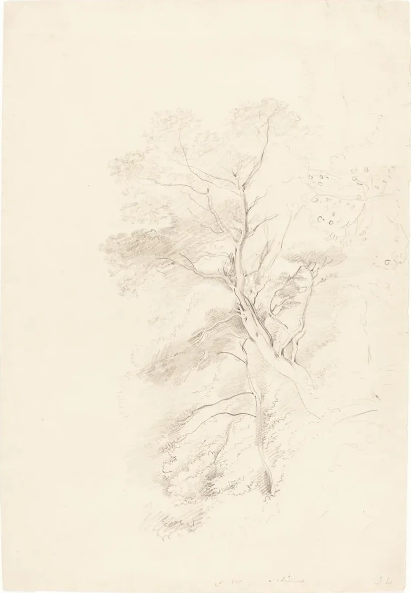 A Beech Wood