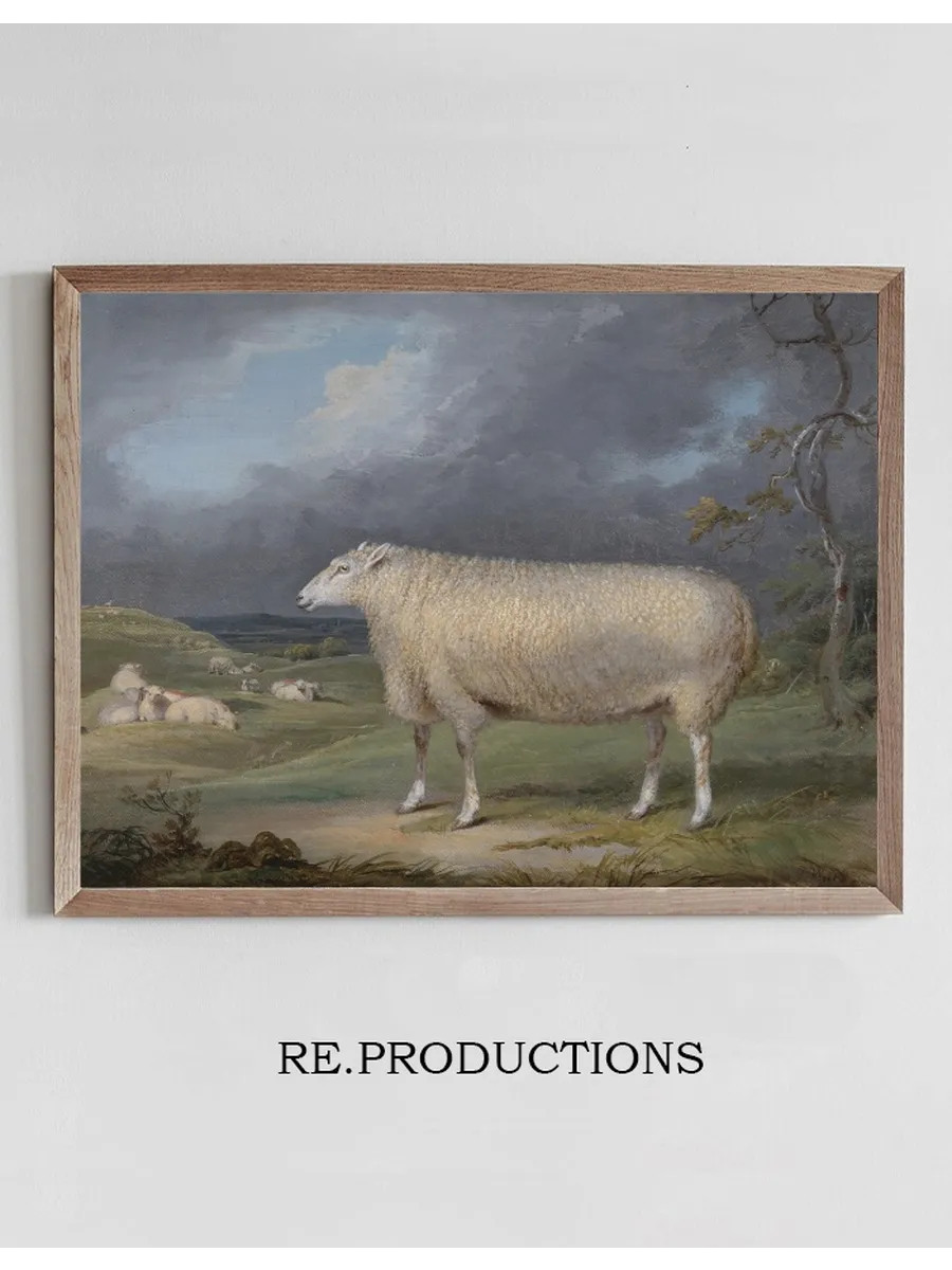 A Border Leicester Ewe