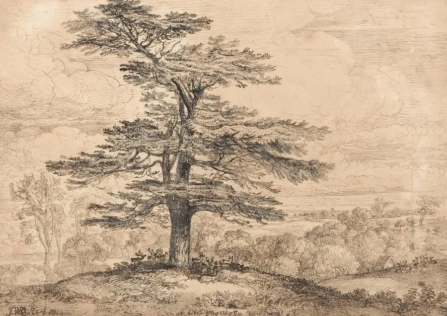 A Cedar on a Rise with a Herd of Deer Grouped Beneath its Shade
