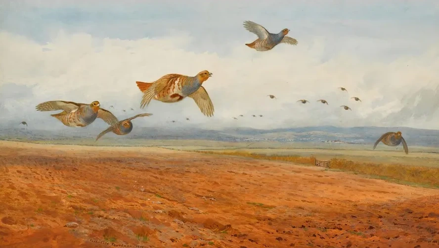A Covey of Grey Partridge in Flight