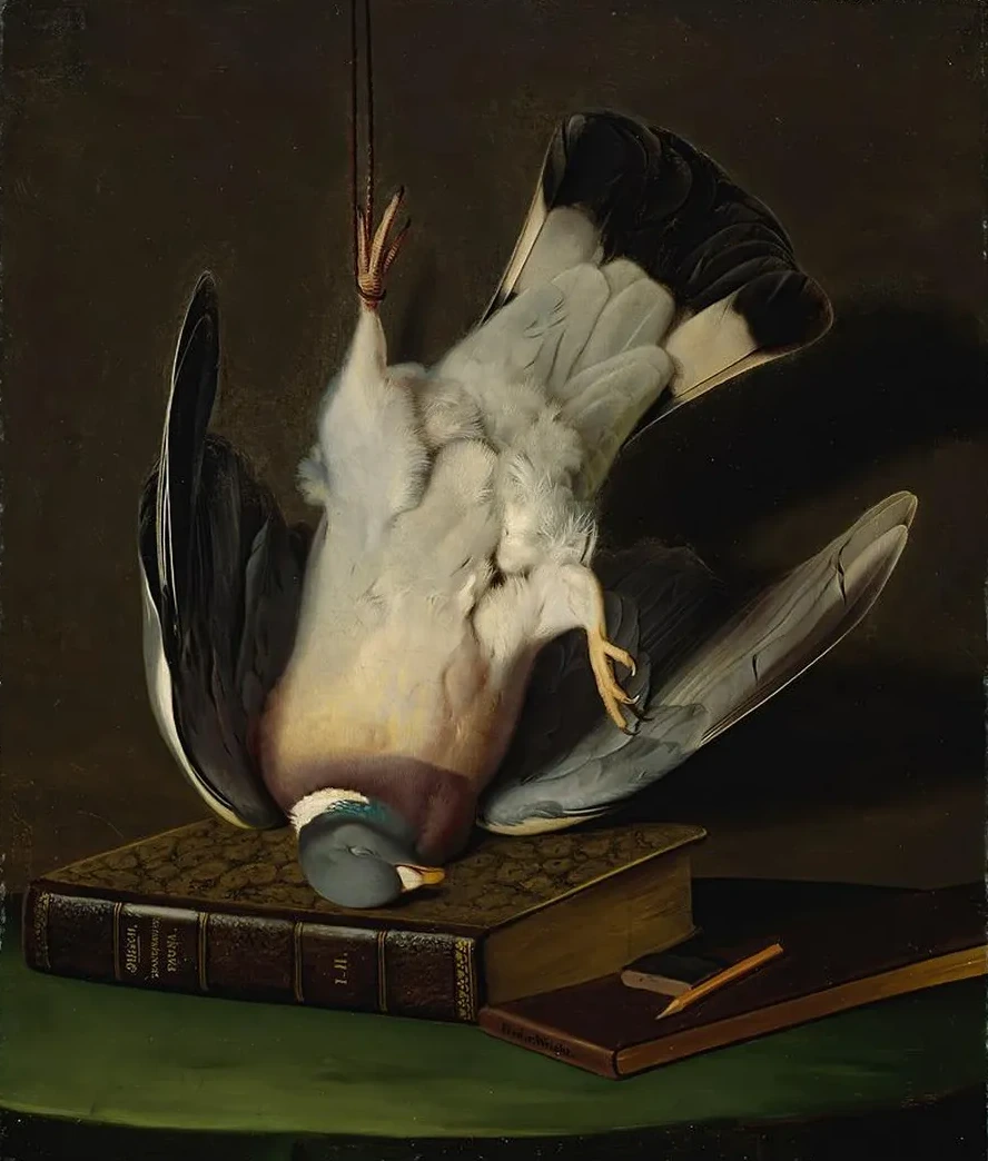 A Dead Wood Pigeon