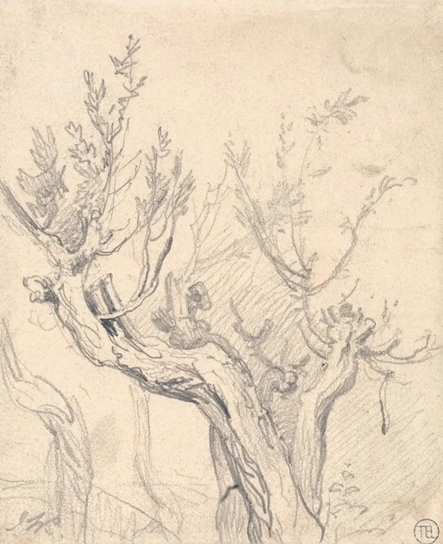 A Gnarled Tree