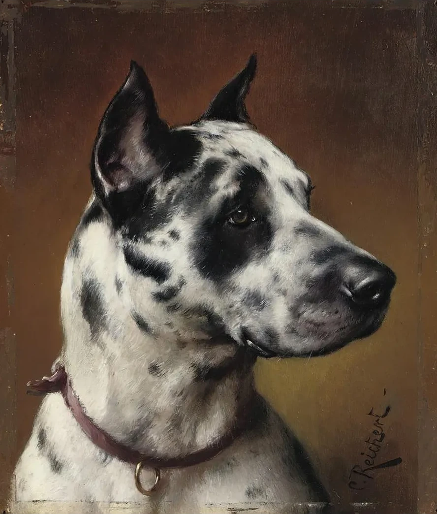 A Great Dane