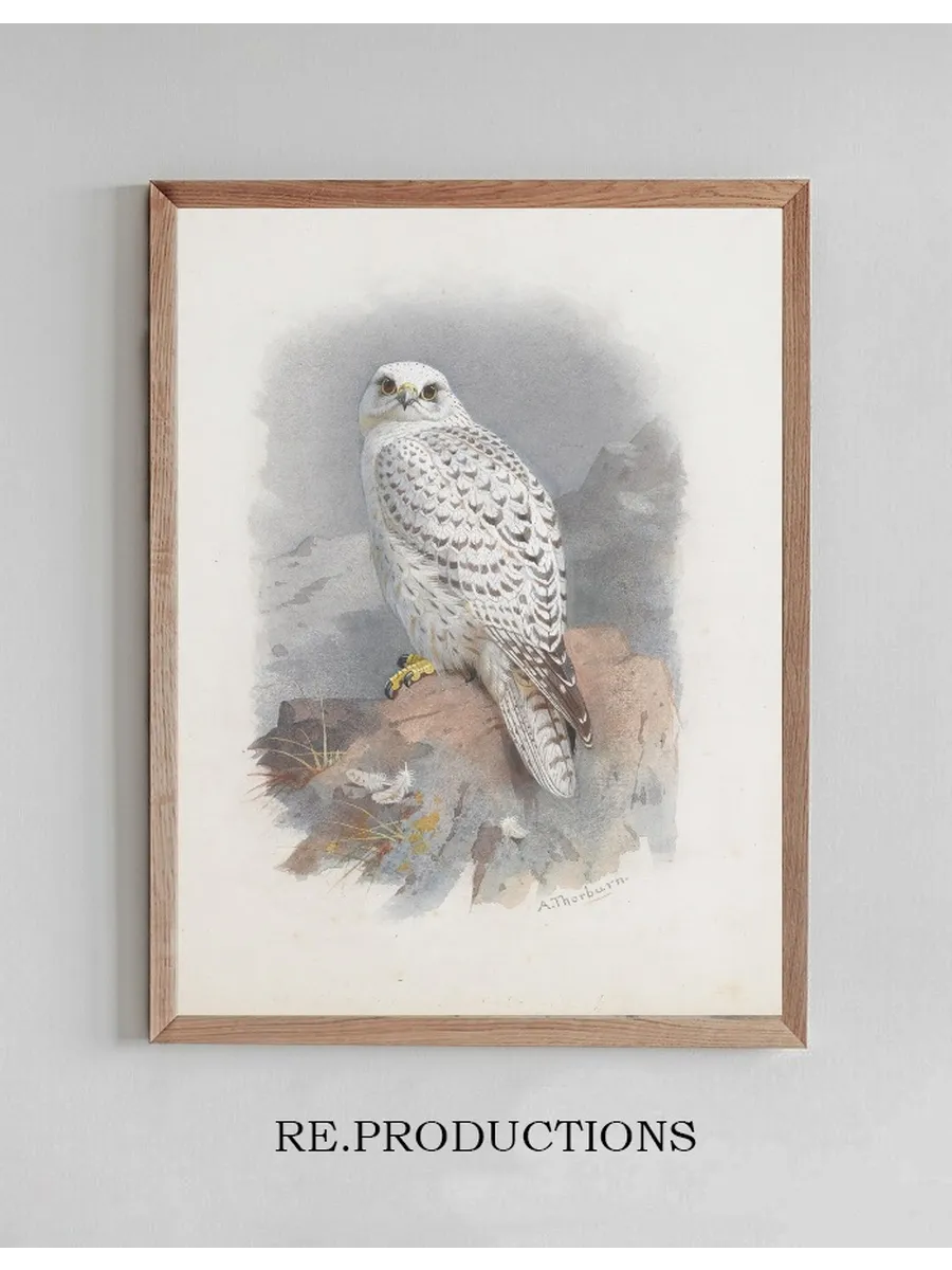 A Greenland Falcon