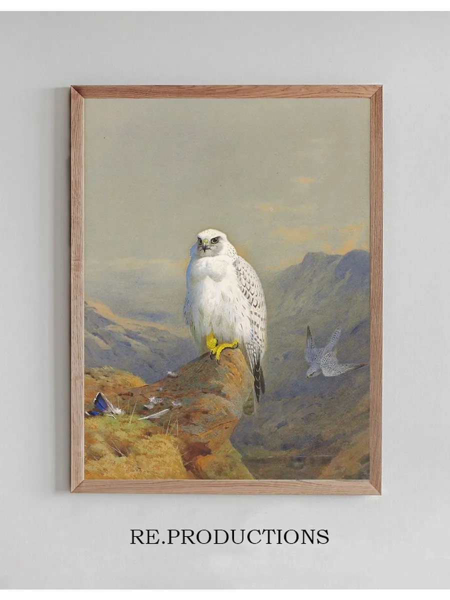 A Greenland Falcon on a Rocky Outcrop