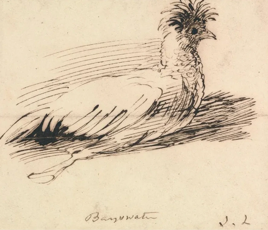 A Hen