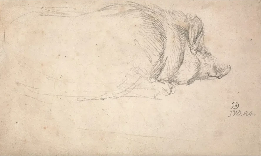 A Hog, Sleeping