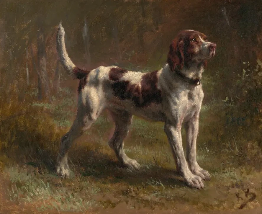 A Limier Briquet Hound