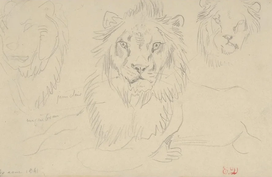 A Lion, Full Face