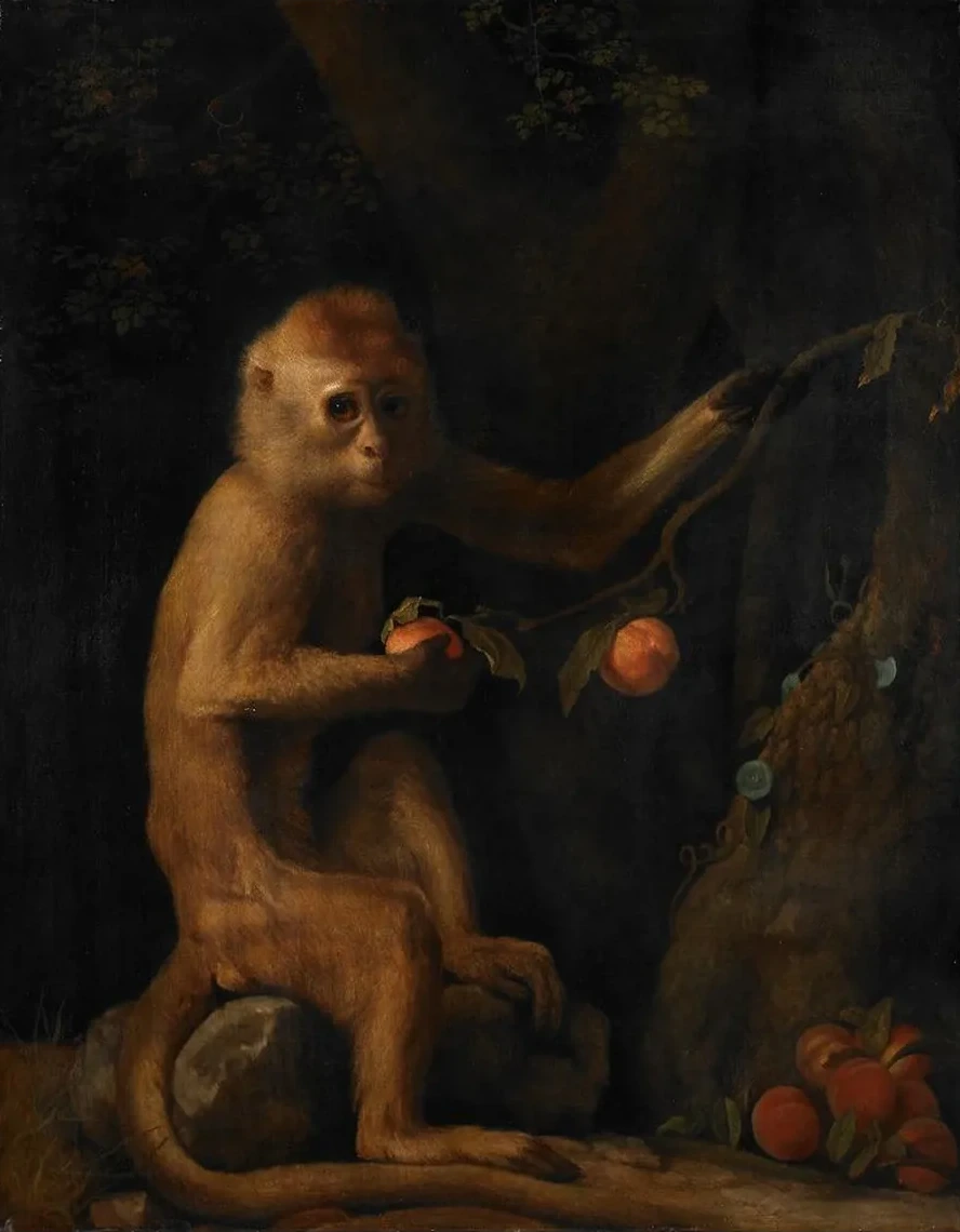 A Monkey