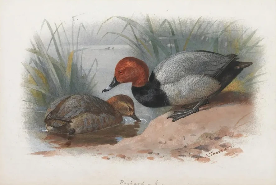 A Pair Of Pochard