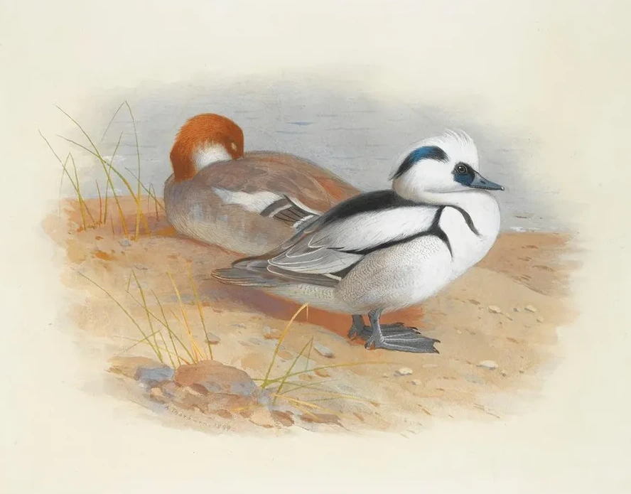A Pair Of Smew Ducks