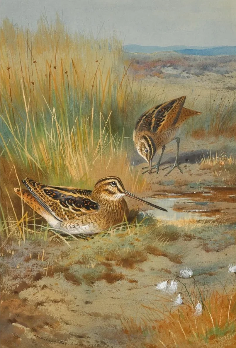 A Pair of Snipe (Gallinago Gallinago)