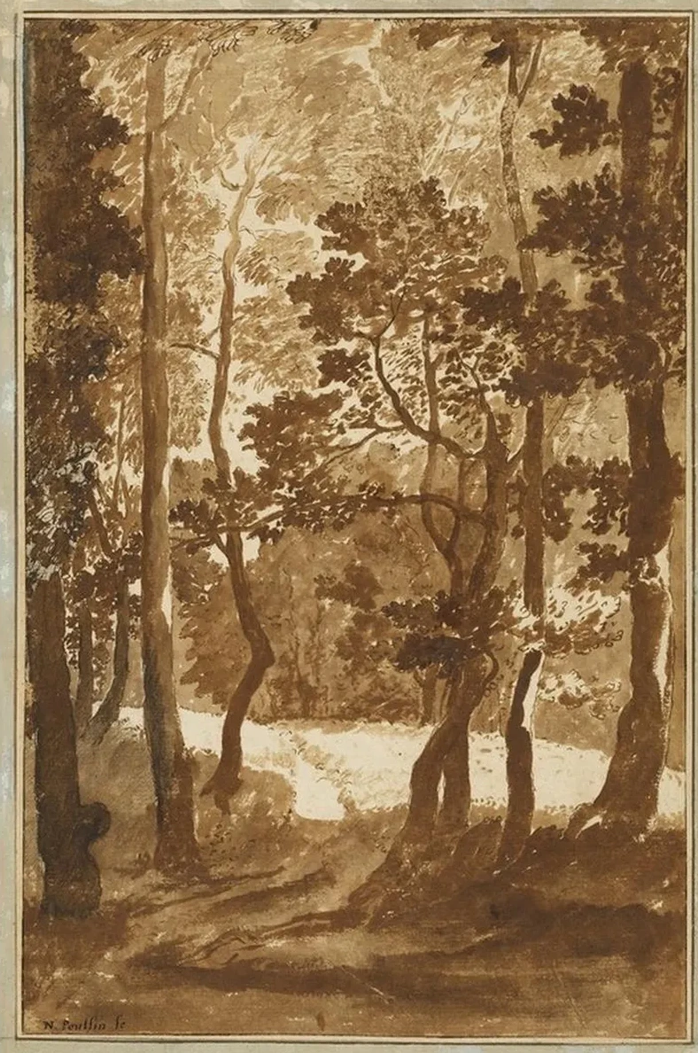 A Path Leading into a Forest Clearing