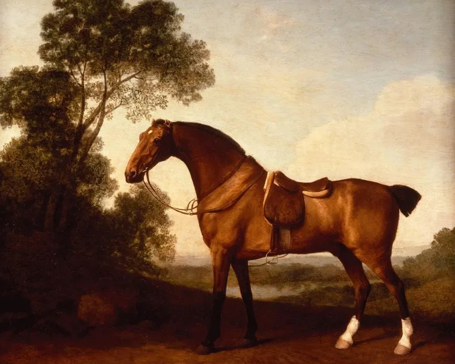 A Saddled Bay Hunter