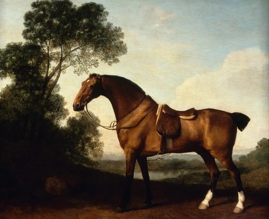 A Saddled Bay Hunter
