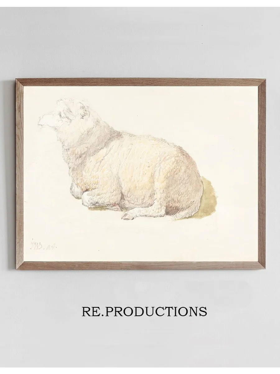 A Sheep Resting