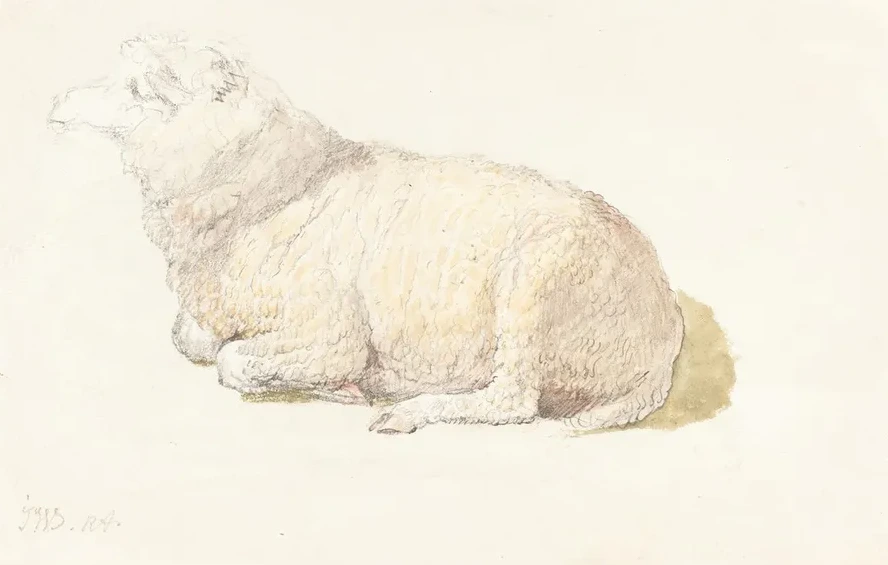 A Sheep Resting