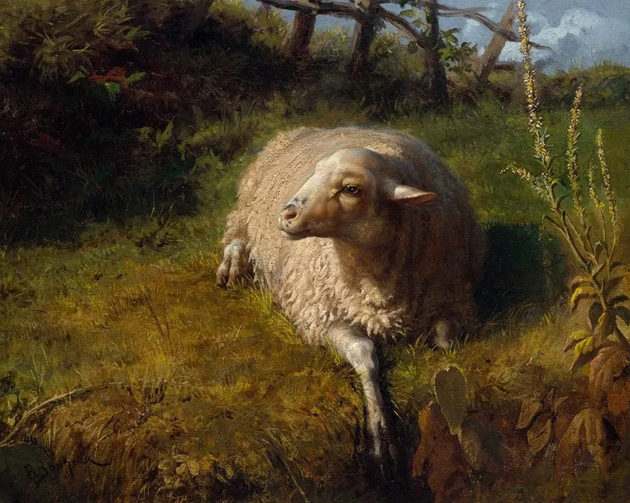 A Sheep at Rest